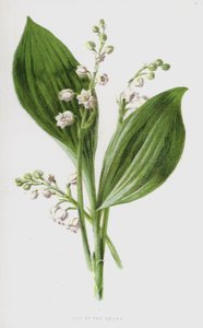 Lily of the Valley by Frederick Edward Hulme