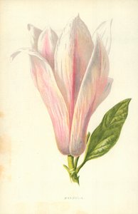 Magnolia by Frederick Edward Hulme