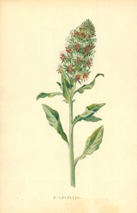 Micnonette by Frederick Edward Hulme