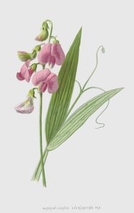 Narrow-Leaved Everlasting Pea