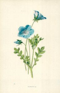 Nemophila by Frederick Edward Hulme