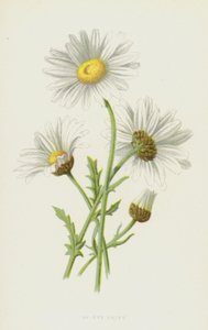 Ox-Eye Daisy