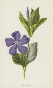 Periwinkle by Frederick Edward Hulme