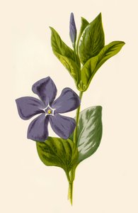 Periwinkle by Frederick Edward Hulme