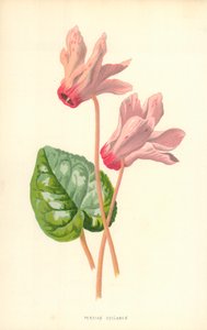 Persian Cyclamen