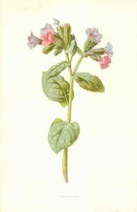 Pulmonaria by Frederick Edward Hulme