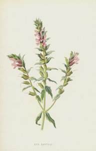 Red Bartsia by Frederick Edward Hulme