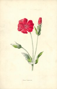 Rose Campion by Frederick Edward Hulme