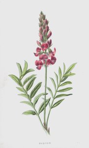 Sainfoin