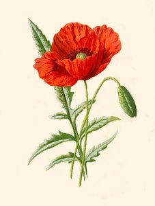 Scarlet Poppy