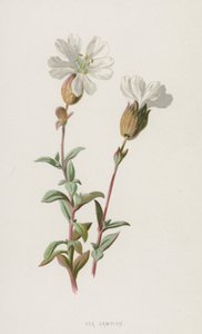 Sea Campion by Frederick Edward Hulme