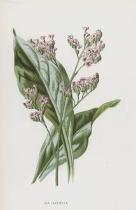 Sea Lavender by Frederick Edward Hulme