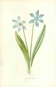 Siberian Squill by Frederick Edward Hulme