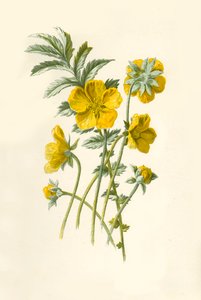 Silver-Weed