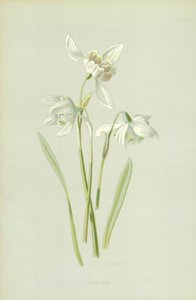 Snowdrop
