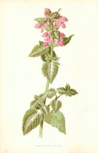Spotted Dead Nettle by Frederick Edward Hulme