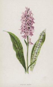 Spotted Orchis