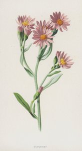 Starwort by Frederick Edward Hulme