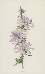 Succory by Frederick Edward Hulme