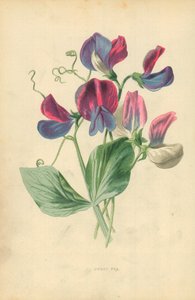 Sweet Pea by Frederick Edward Hulme