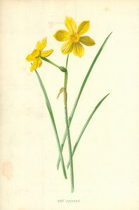 Tiny Daffodil by Frederick Edward Hulme