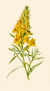Toadflax