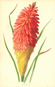 Torch Lily by Frederick Edward Hulme