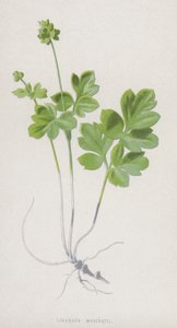 Tuberous Moschatel by Frederick Edward Hulme