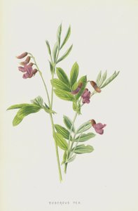 Tuberous Pea by Frederick Edward Hulme