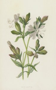 White Campion by Frederick Edward Hulme