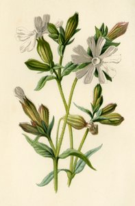 White Campion