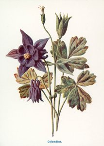 Wild Fruits of the Country-side: Columbine