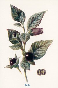 Wild Fruits of the Country-side: Dwale
