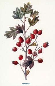 Wild Fruits of the Country-side: Hawthorn by Frederick Edward Hulme