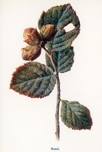 Wild Fruits of the Country-side: Hazel by Frederick Edward Hulme