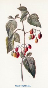 Wild Fruits of the Country-side: Woody Nightshade