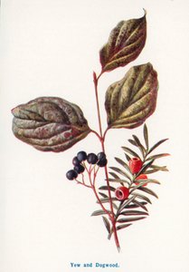 Wild Fruits of the Countryside: Yew and Dogwood by Frederick Edward Hulme