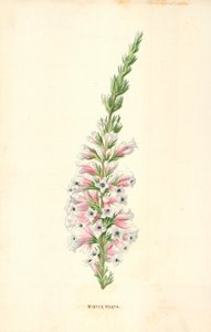 Winter Heath by Frederick Edward Hulme