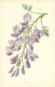 Wistaria