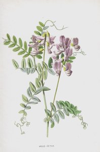 Wood-Vetch