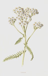 Yarrow by Frederick Edward Hulme