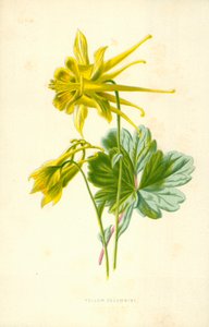 Yellow Columbine