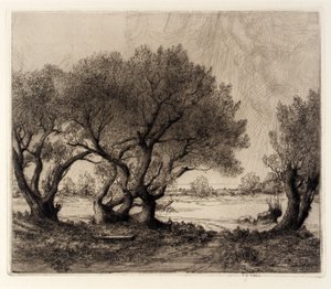 Old Willows
