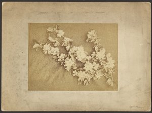 Apple Blossom by Frederick H. Hollyer