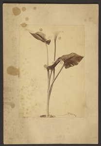 Calla Lily by Frederick H. Hollyer