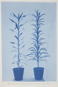 Draconas Sunderii et Rubia Elogans, Late 19th–Early 20th Century