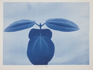 Tibouchina, November 28