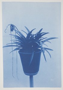 Untitled, late 19th–early 20th century