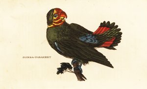 Red-headed Lovebird