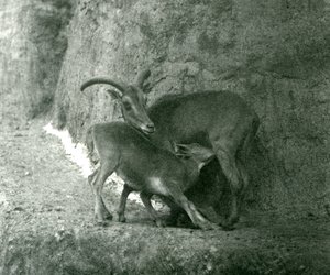 A Barbary Sheep Feeding Her Lamb on the Mappin Terraces, London Zoo (August 1927)